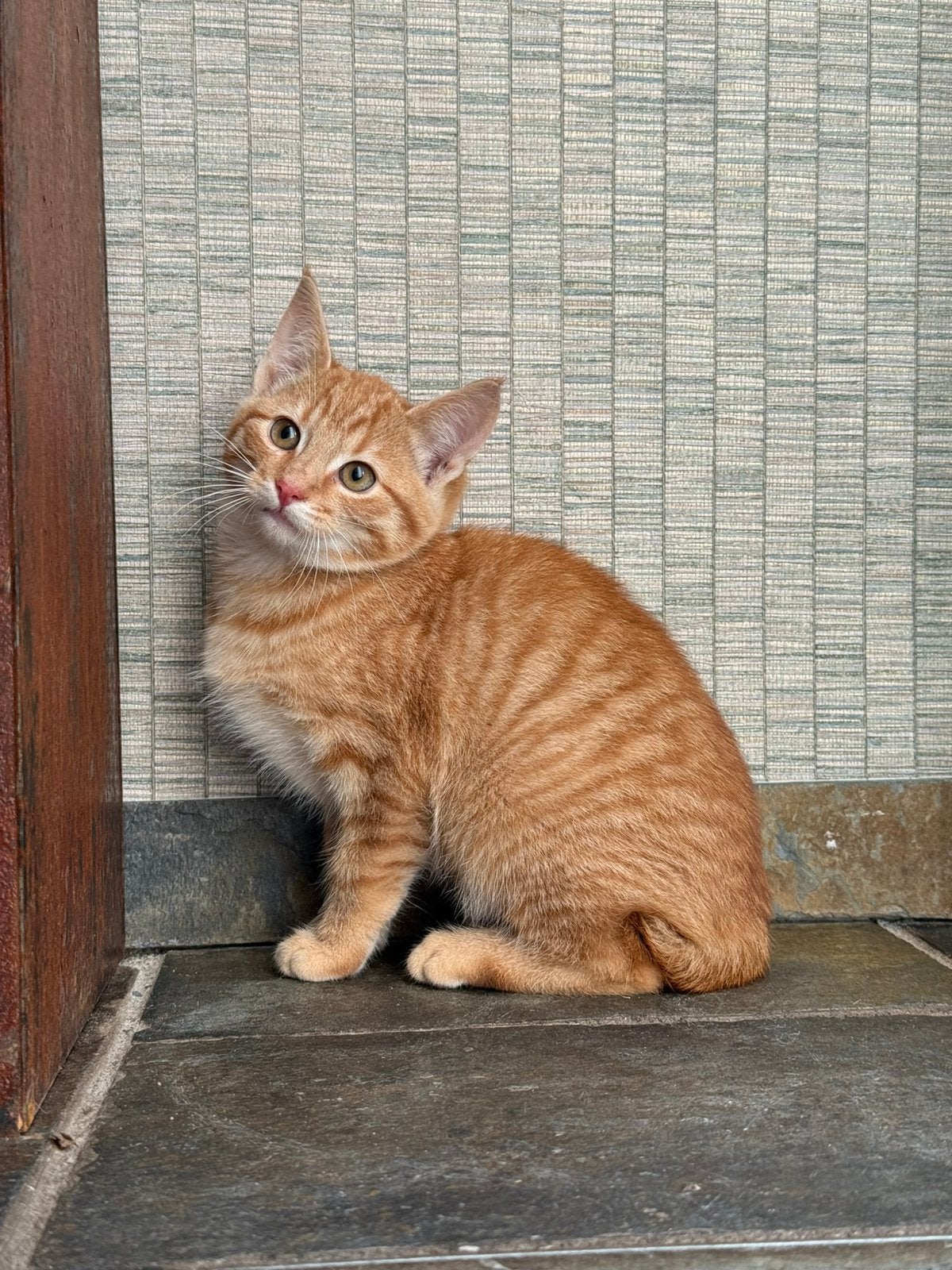 Rode kittens, Dieren en Toebehoren, Meerdere dieren, Kortharig, 0 tot 2 jaar
