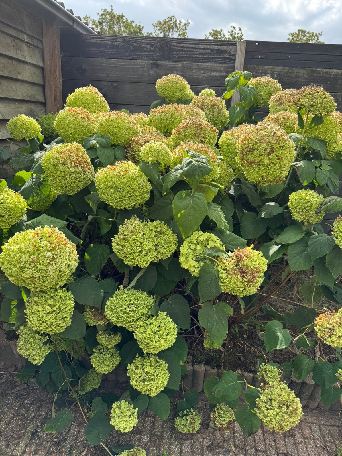 8 mooie hortensia’s Strong Annabel, Tuin en Terras, Ophalen, Hortensia, Minder dan 100 cm