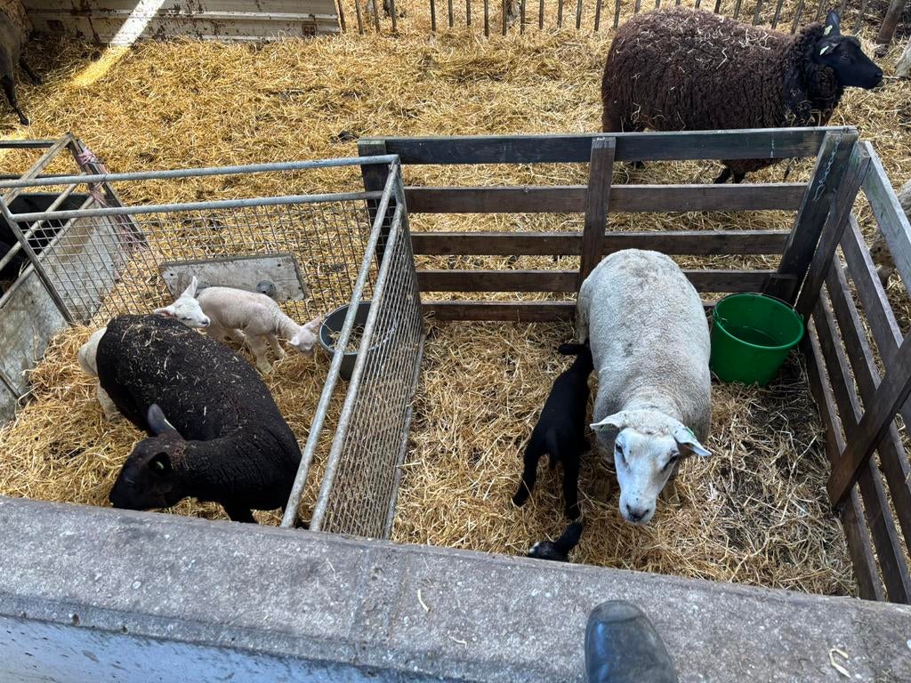 2 schapen met 4 lammeren!, Vrouwelijk, Schaap