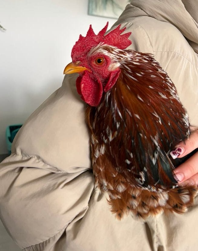 Cochin kriel porselein haan van 1,5jaar ingeent, Dieren en Toebehoren, Mannelijk, Kip
