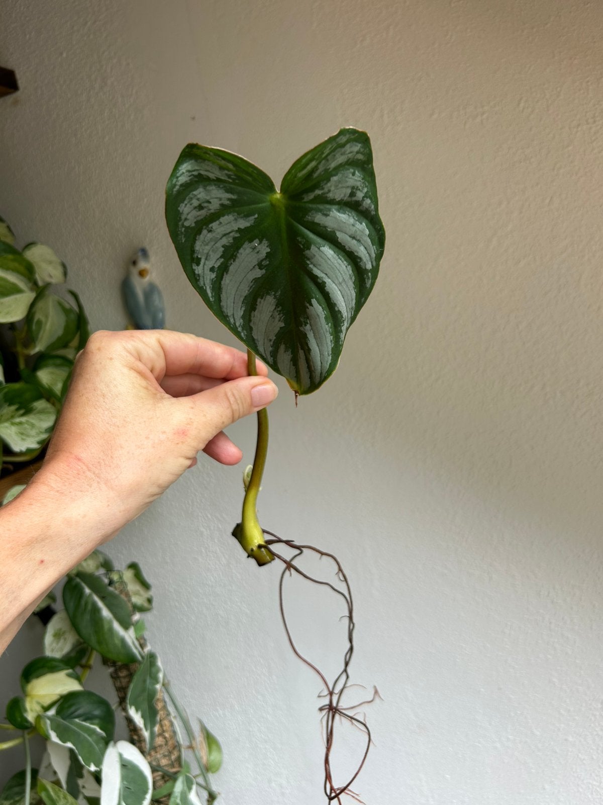 Philodendron mamei, stek, zie advertentie, Huis en Inrichting, Kamerplanten, Ophalen of Verzenden, Halfschaduw, Minder dan 100 cm