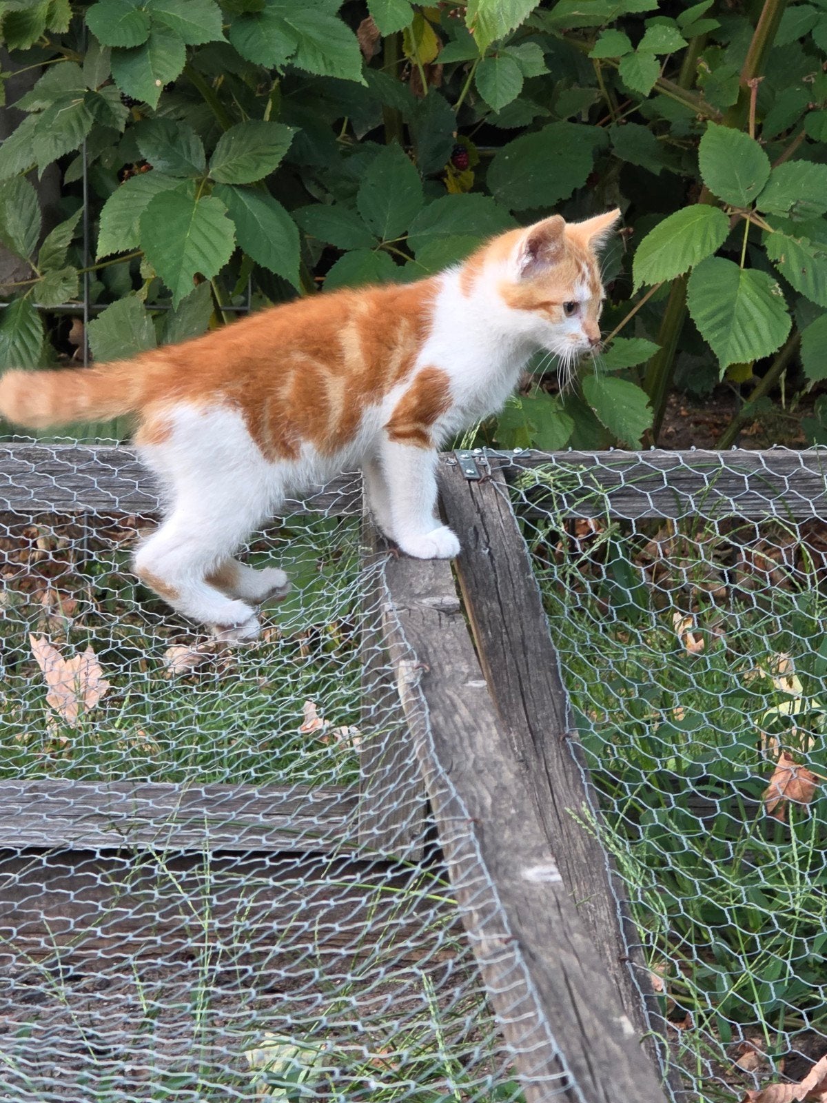 Lieve mooie kittens, lapjes, rode katers, Dieren en Toebehoren, Meerdere dieren