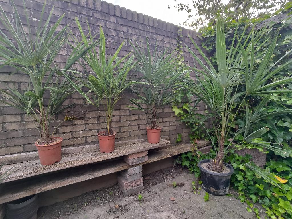 Winterharde Trachycarpus fortunei palmen te koop!, Tuin en Terras, Planten | Bomen, Bloeit niet, Minder dan 100 cm, Palmboom, Ophalen