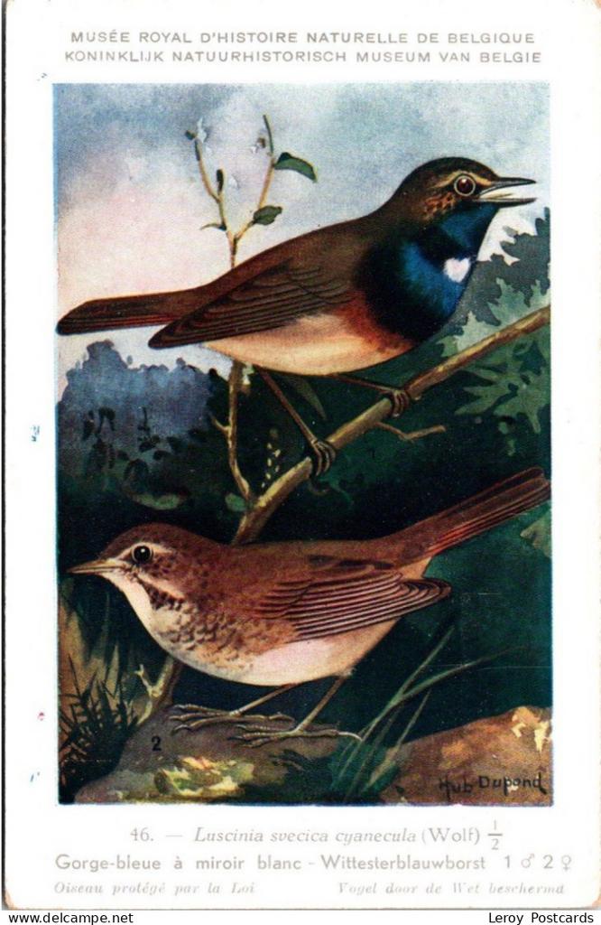 Witster blauwborst / White-spotted Bluethroat – Nº 46 –, Verzenden, 1940 tot 1960, Ongelopen, Vogel