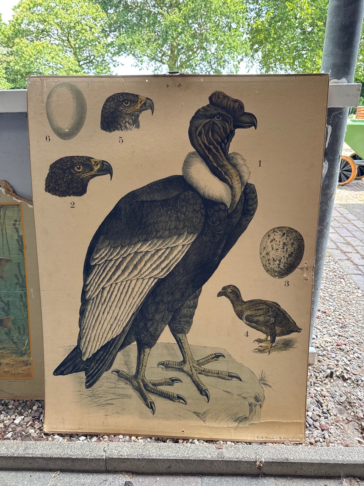Vintage Biologie Schoolplaten - Natuur en Dieren, Ophalen, Natuur en Biologie