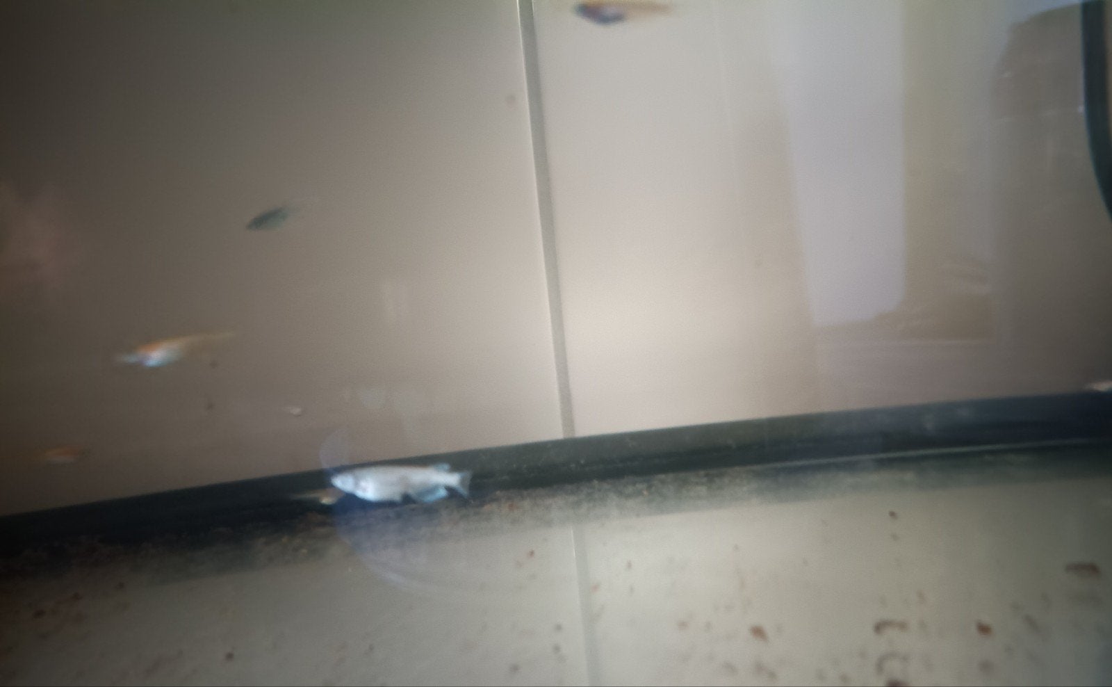Beperkt beschikbaar Medaka rijstvisjes, Dieren en Toebehoren, Vissen | Aquariumvissen, Vis