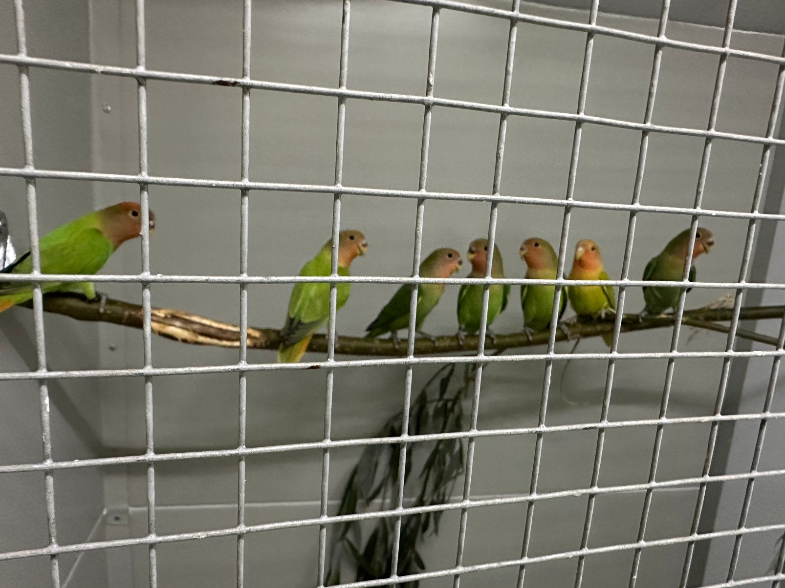 Te koop Agapornis roseicolli., Meerdere dieren