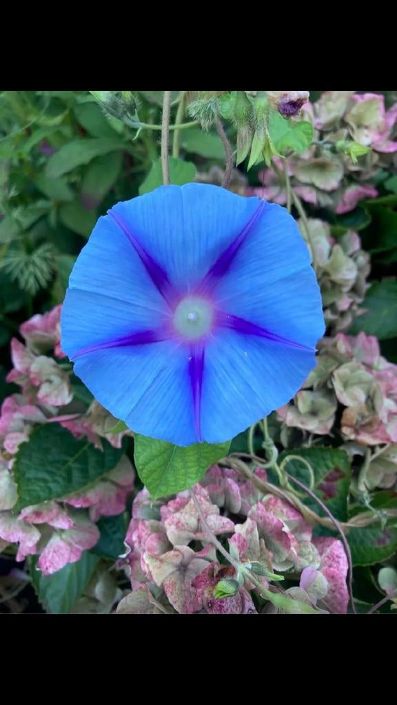 zaden dagwinde blauw eenjarig, 40 zaden per zakje, Ophalen of Verzenden, Voorjaar, Volle zon, Zaad