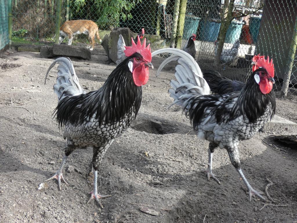 broedeieren andalusier, Dieren en Toebehoren, Pluimvee, Kip, Geslacht onbekend