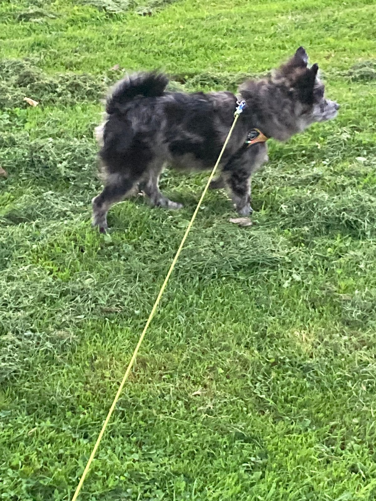 Pomeriaan x kees. Reu, Dieren en Toebehoren, 15 weken tot 1 jaar, Eén hond, CDV (hondenziekte), Nederland