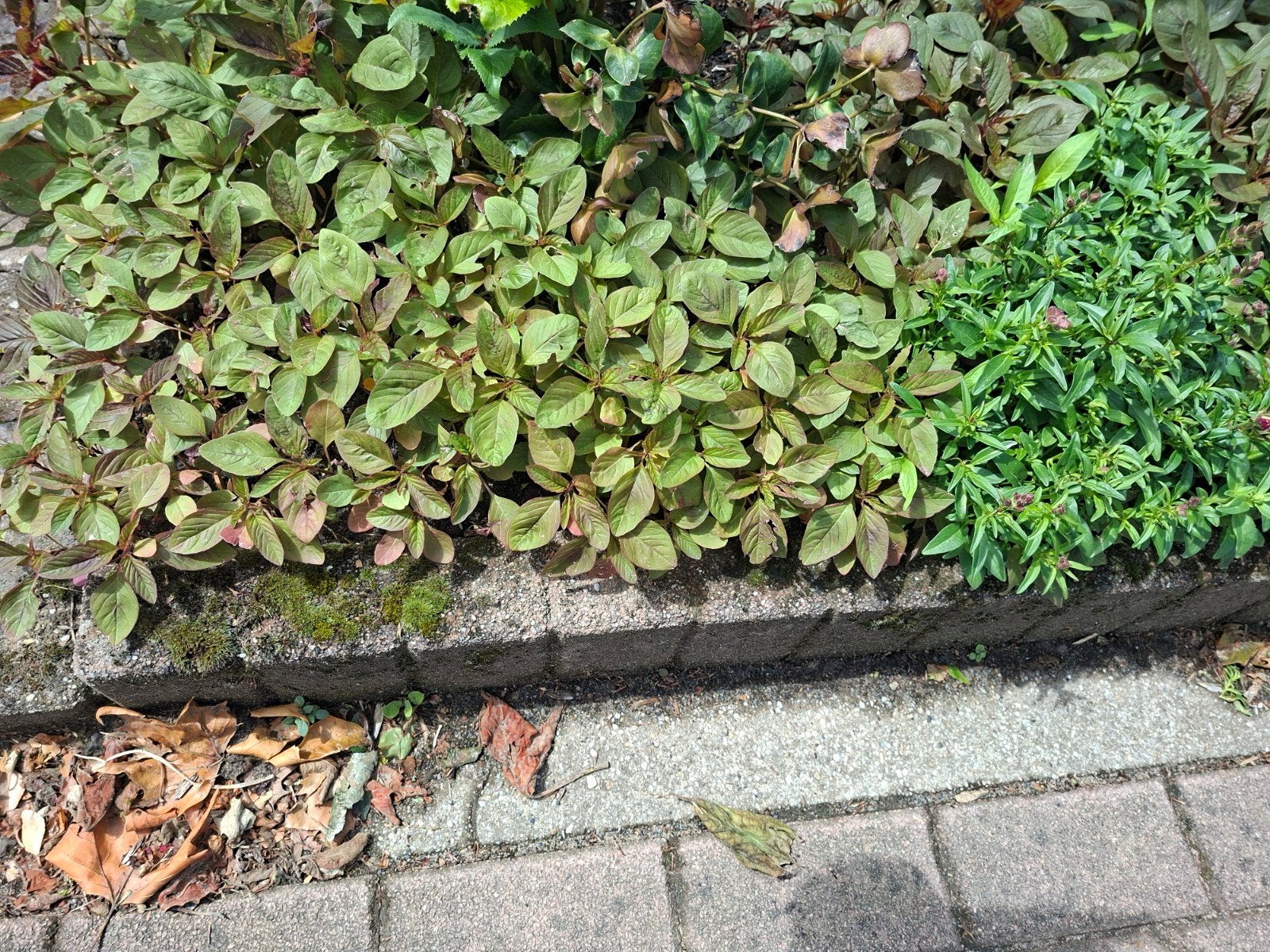 Katten staarten, Ophalen