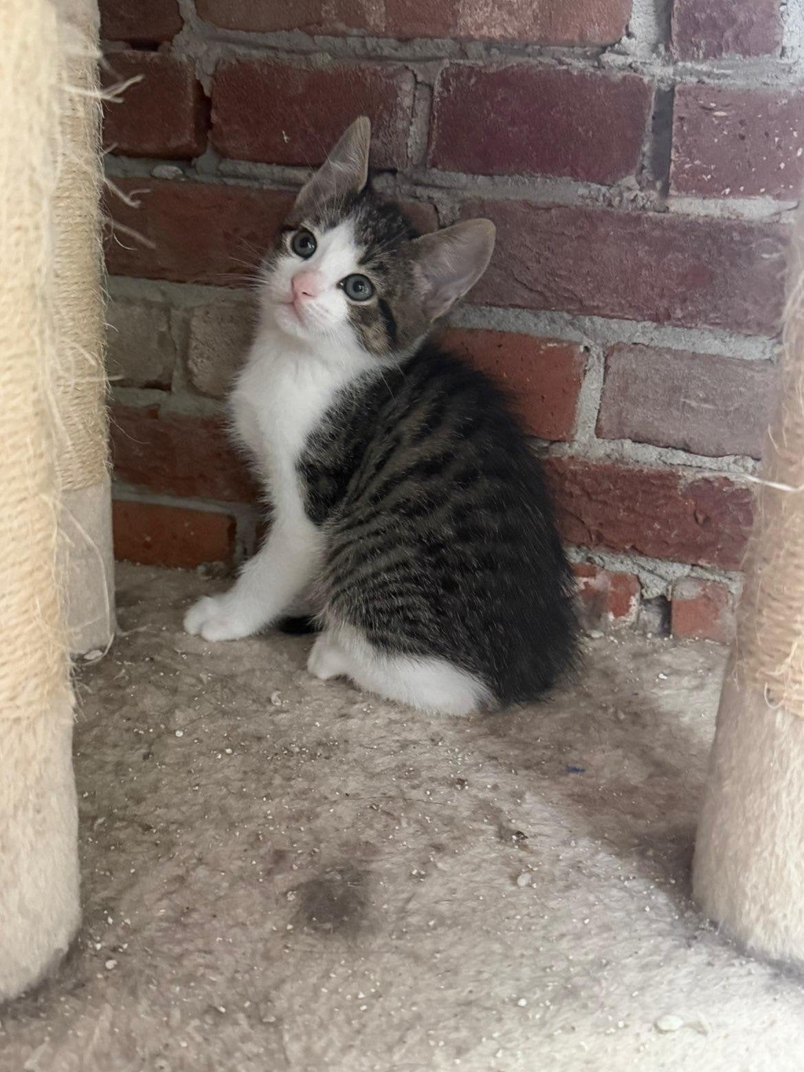 kittens Europees korthaar, Dieren en Toebehoren, Meerdere dieren, 0 tot 2 jaar