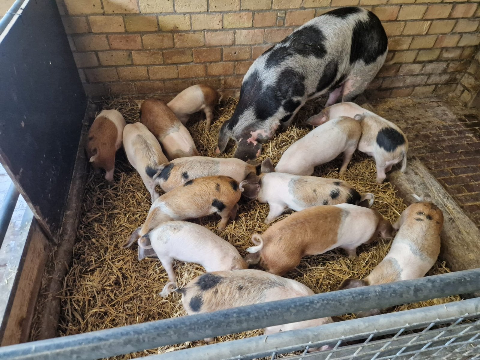 Mooie Husumer biggen (11 beertjes), Dieren en Toebehoren, Mannelijk, Varken