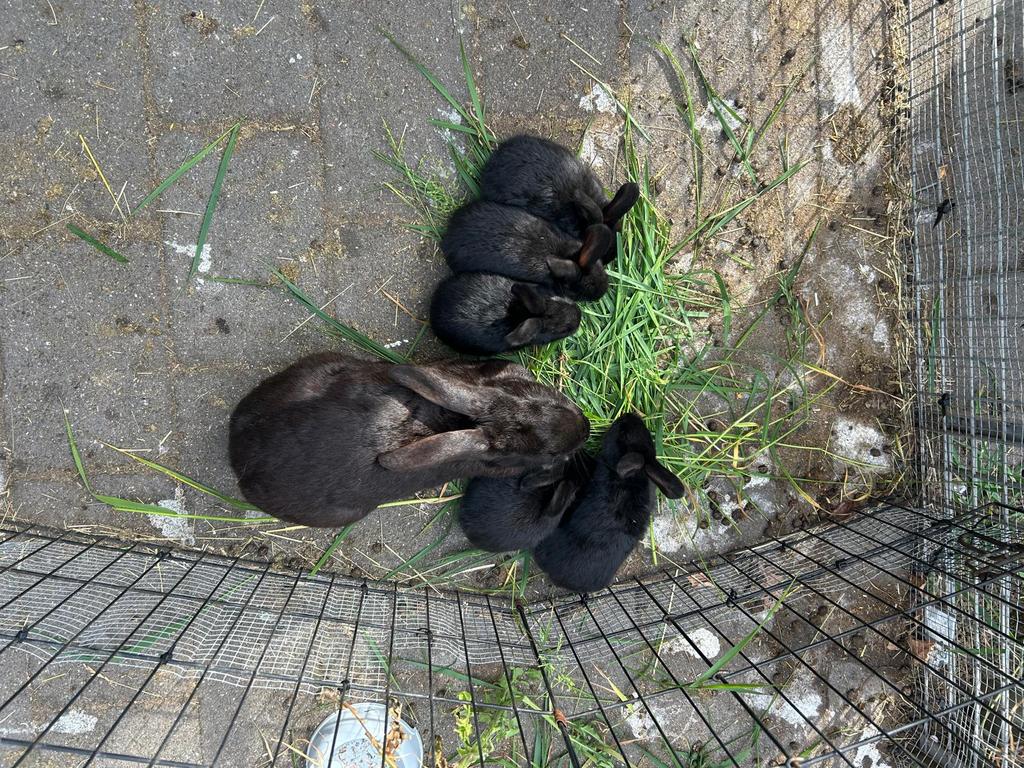 Jonge konijnen te koop, Dieren en Toebehoren, Konijnen, Meerdere dieren