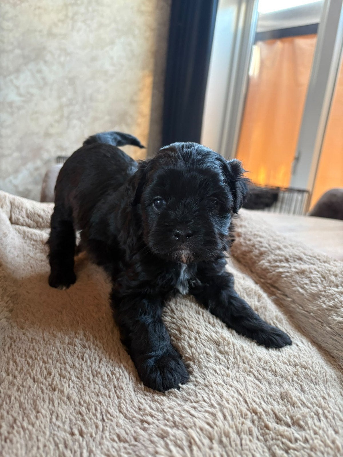 lieve puppy, Dieren en Toebehoren, Reu, 8 tot 15 weken, Eén hond, Nederland