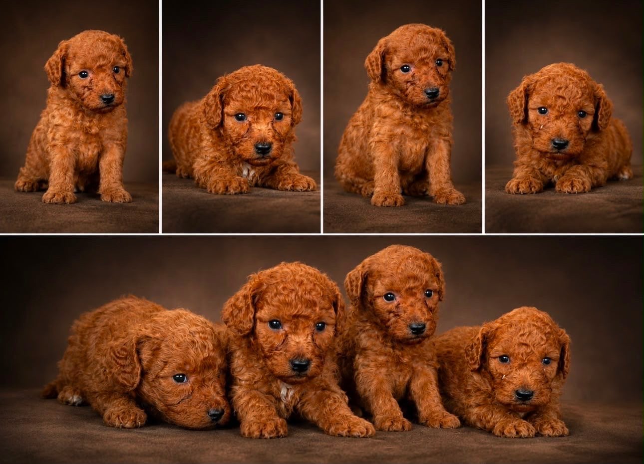 Toy poedel / toy poodle / asian bloodline, Dieren en Toebehoren, Poedel, Parvo, 8 tot 15 weken, Meerdere