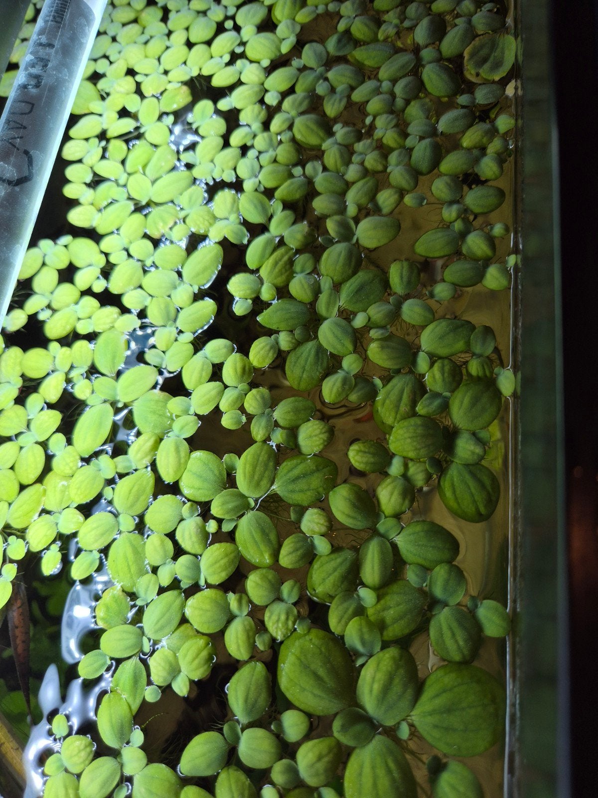drijfplantjes en waterpest., Vis, Zoetwatervis