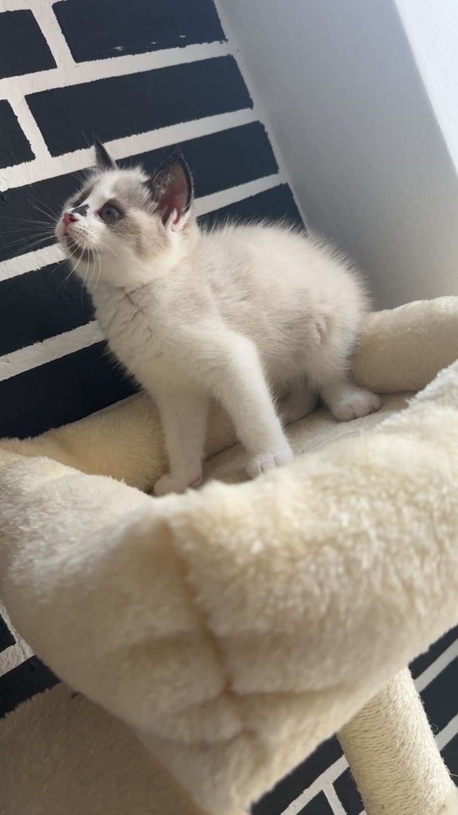 Lief vrouwlijke kitten te koop, Poes, 0 tot 2 jaar