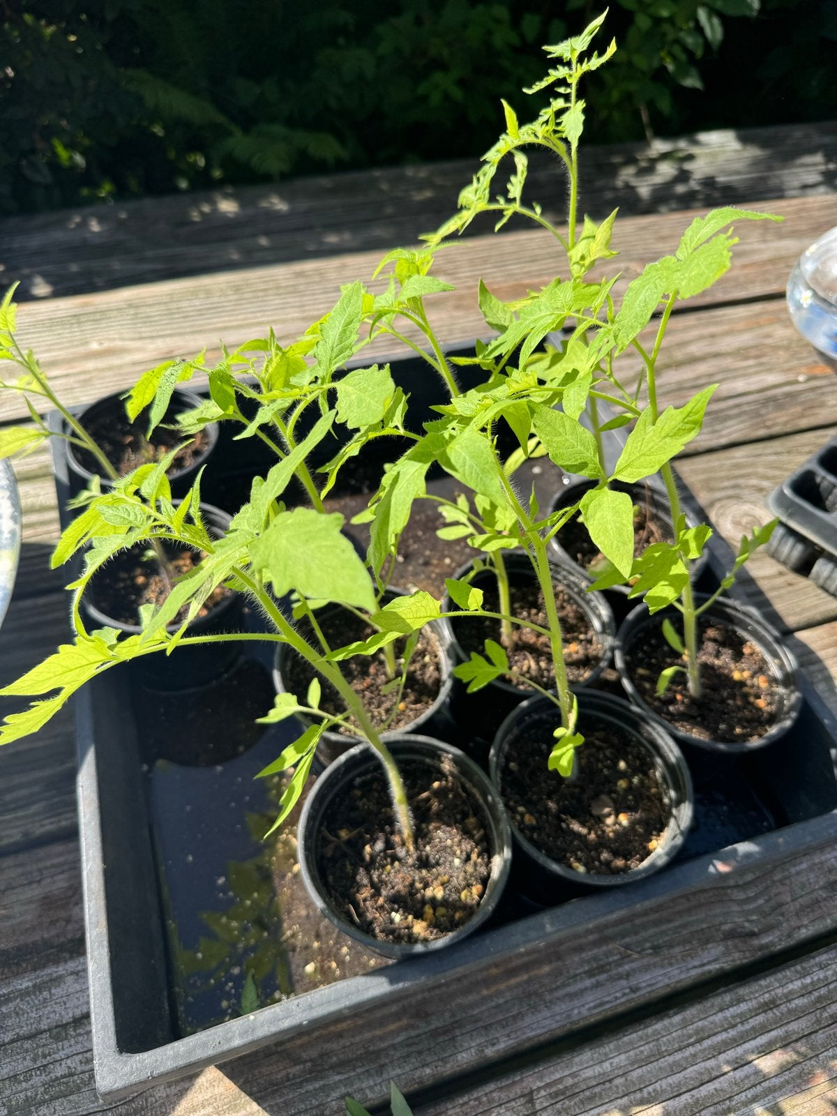 Tomatenplantjes - Zelfgekweekt en klaar voor uw tuin!, Volle zon, Groenteplanten, Eenjarig, Ophalen of Verzenden