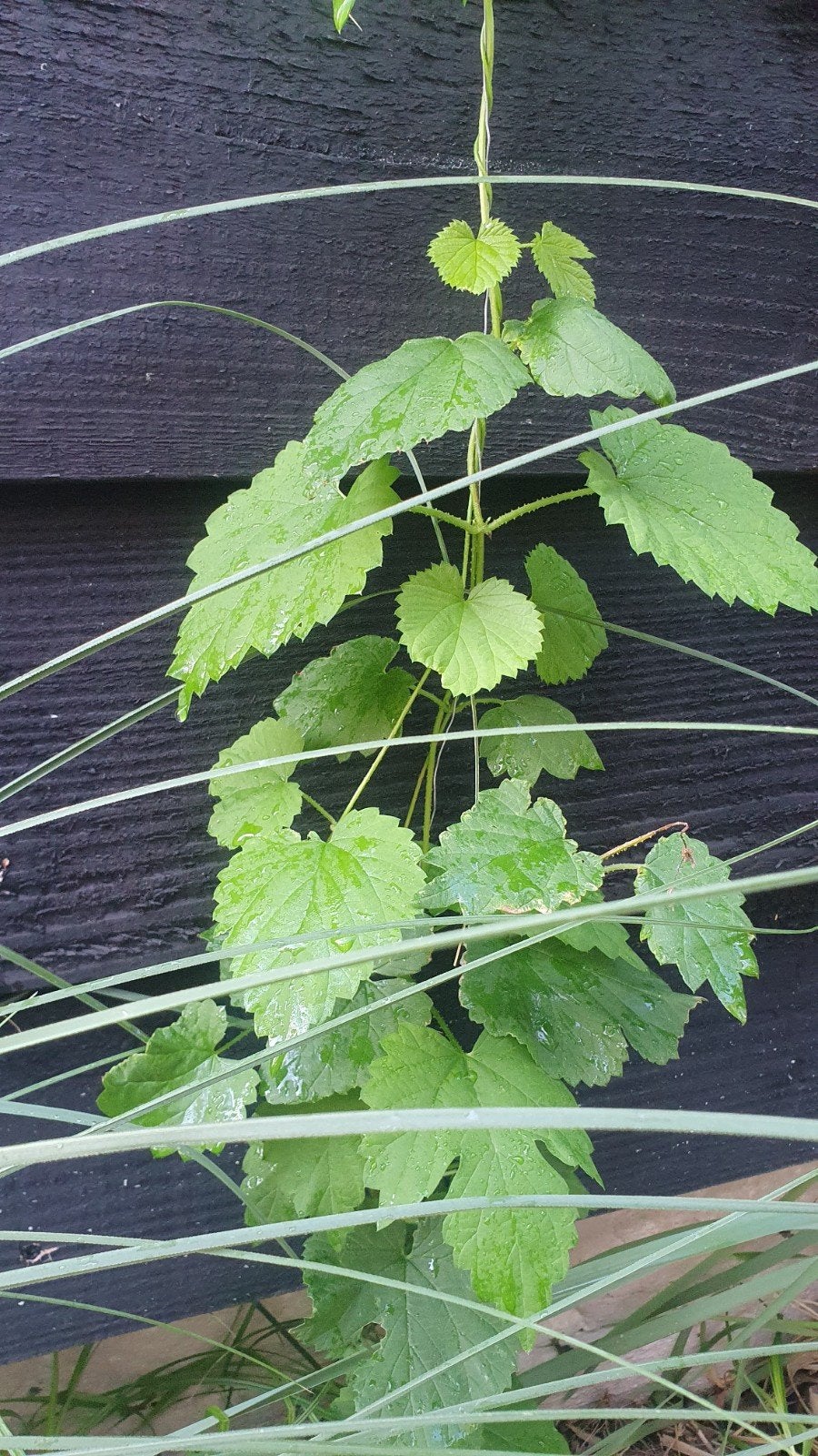 Hop stekjes met goede wortels, Volle zon, Vaste plant, Ophalen of Verzenden, Klimplanten