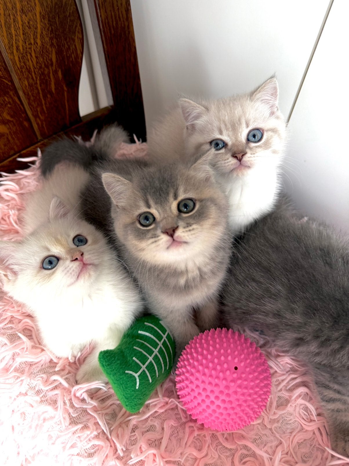 Britis korthaar katten, Dieren en Toebehoren, Meerdere dieren, Ontwormd, 0 tot 2 jaar