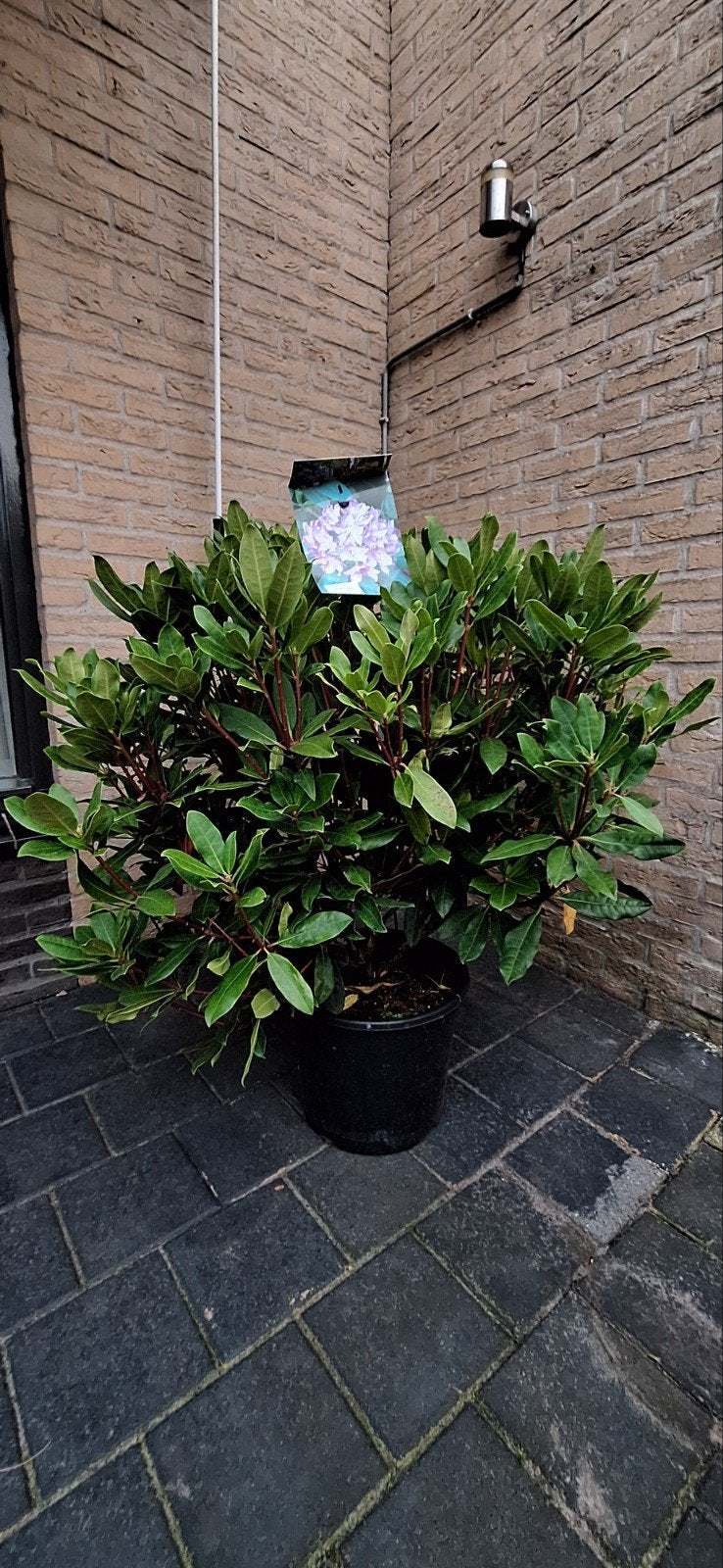 rhododendron ponticum roseum/ bos rhododendron. zeer groot, Ophalen, Rhododendron, Struik, Minder dan 100 cm