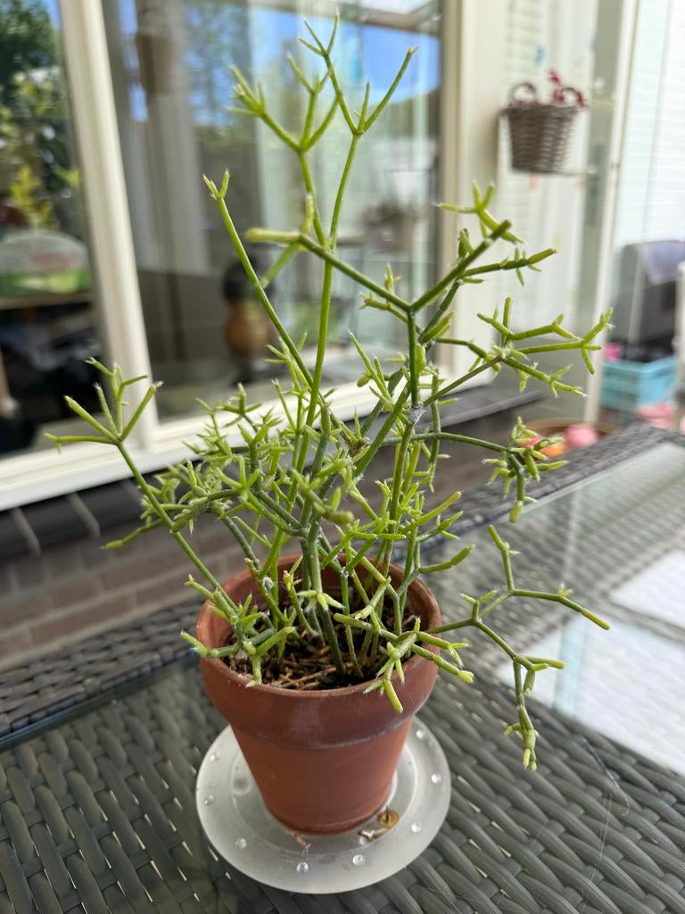 Rhipsalis (Koraalcactus) in terracotta pot, Ophalen of Verzenden