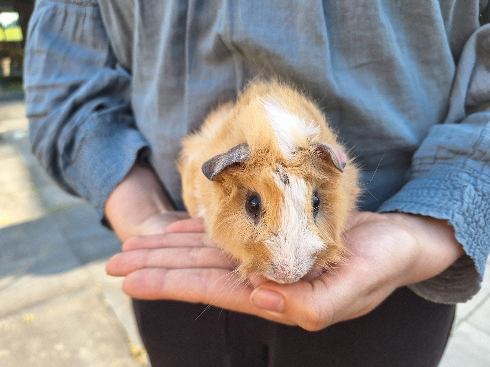 Mooie, lieve nog jonge crème/witte borstelcavia, Mannelijk, Tam, Maart, Cavia