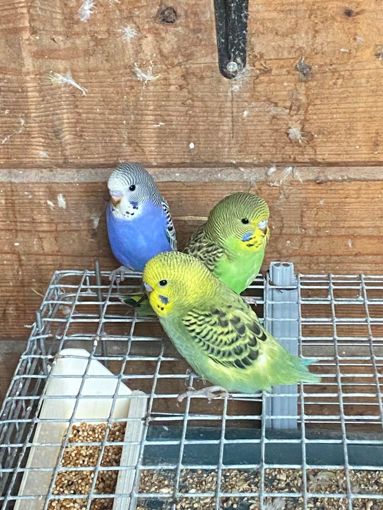 3 jonge parkietjes gratis ophalen, Meerdere dieren, Parkiet, Tam