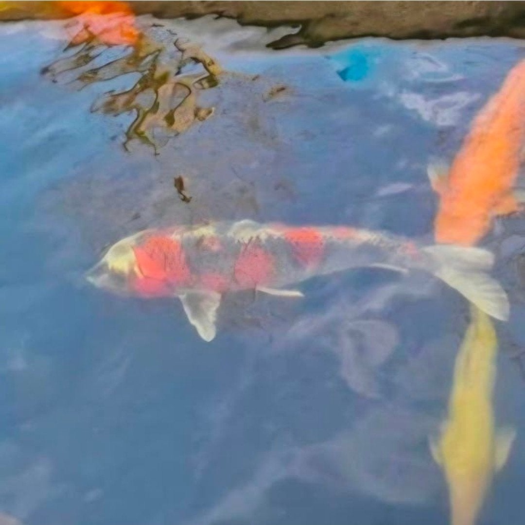 Kujaku. 55+ cm Kweker: Miyatora, Dieren en Toebehoren, Karper of Koi