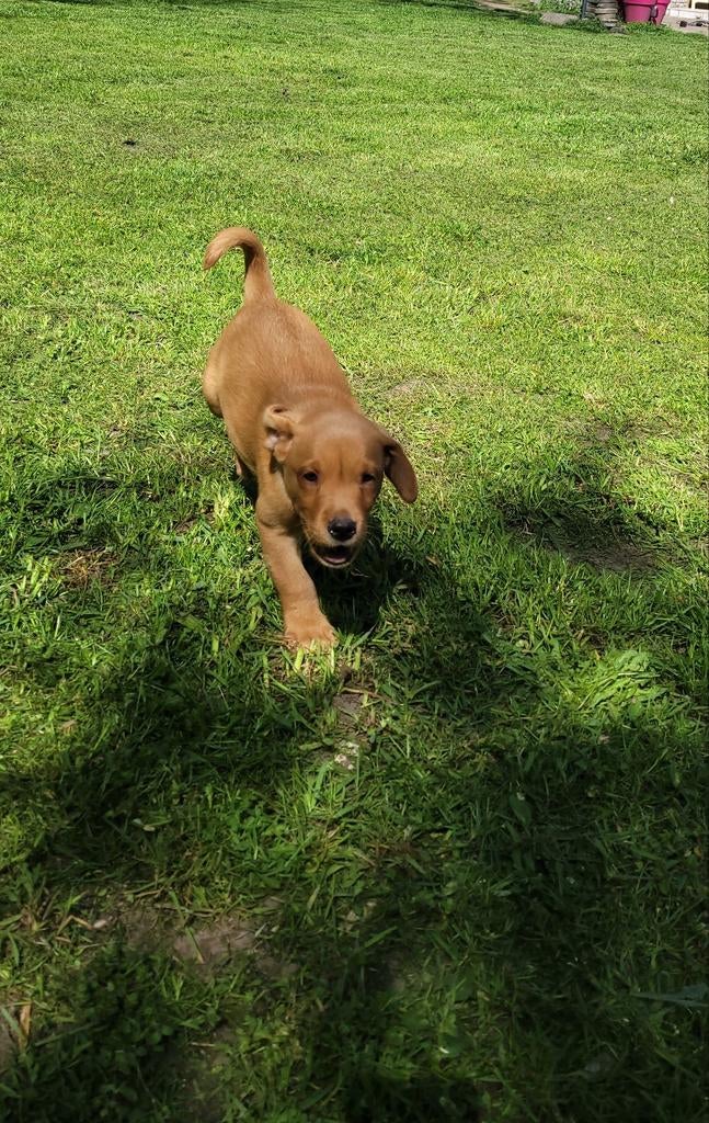 Labrador retriever pups.   (Mogen het nest verlaten), Dieren en Toebehoren, HCC (leverziekte), 8 tot 15 weken, Labrador retriever