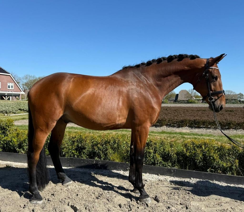 5 jarige grote brave ruin v Vaderland, Ruin, Dressuurpaard, 3 tot 6 jaar