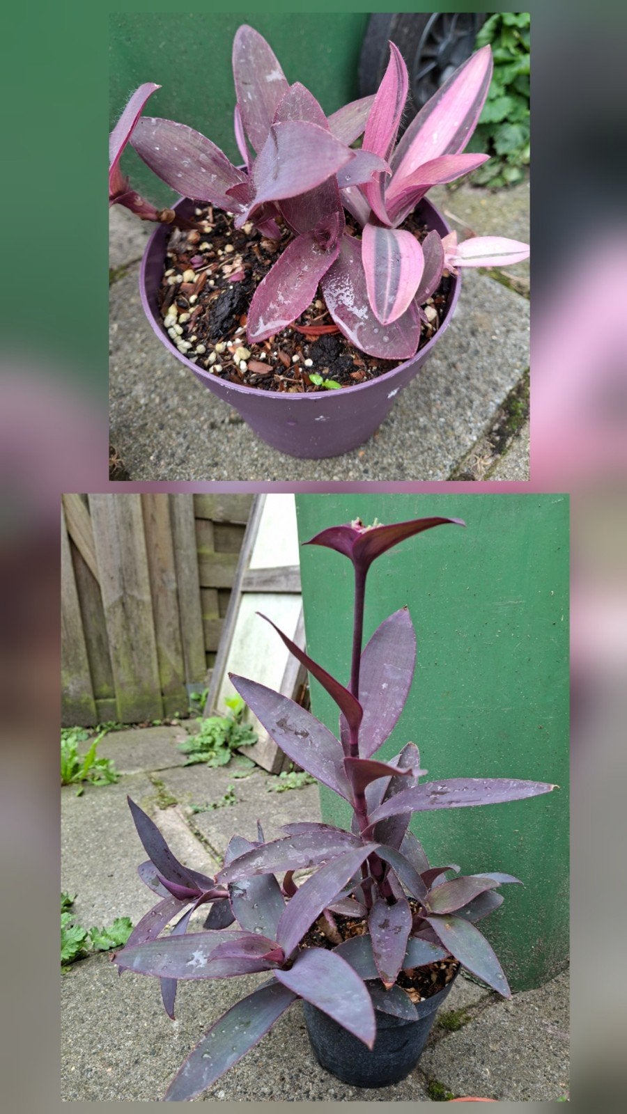 Tradescantia Pallida Purple Heart - Kamerplanten, Ophalen, Minder dan 100 cm