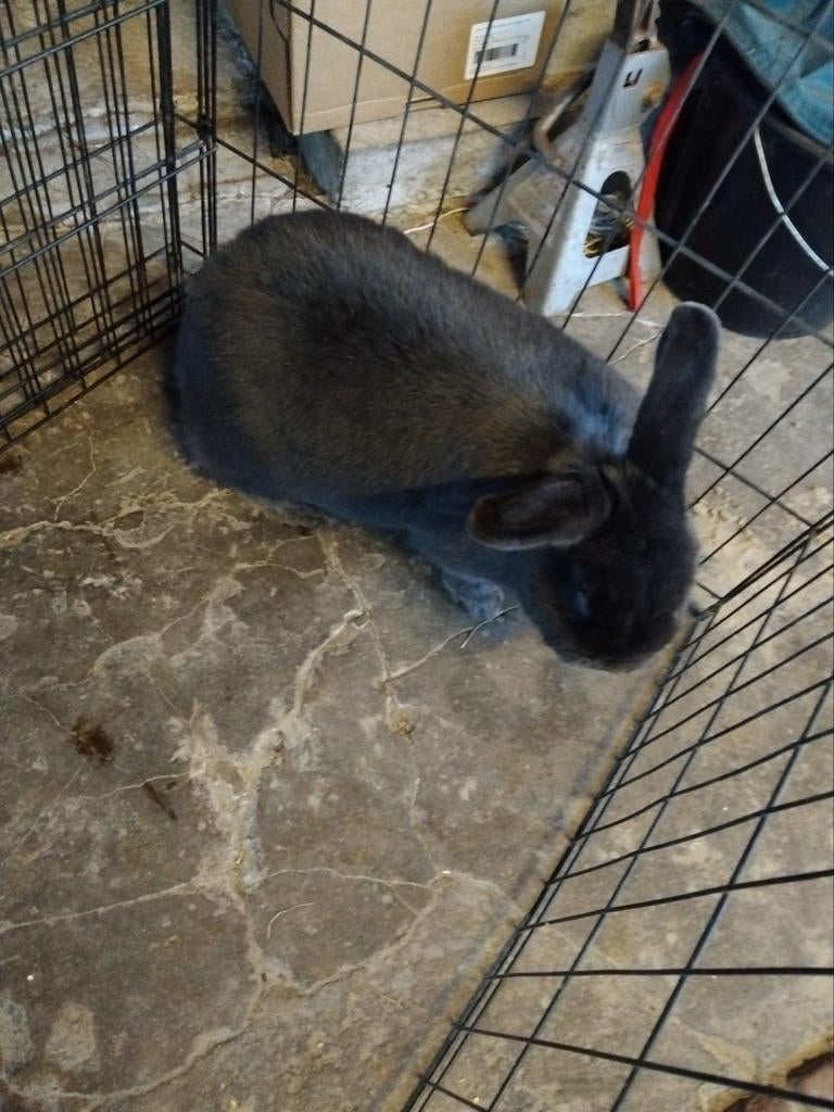 Blauwe weners, Dieren en Toebehoren, Konijnen