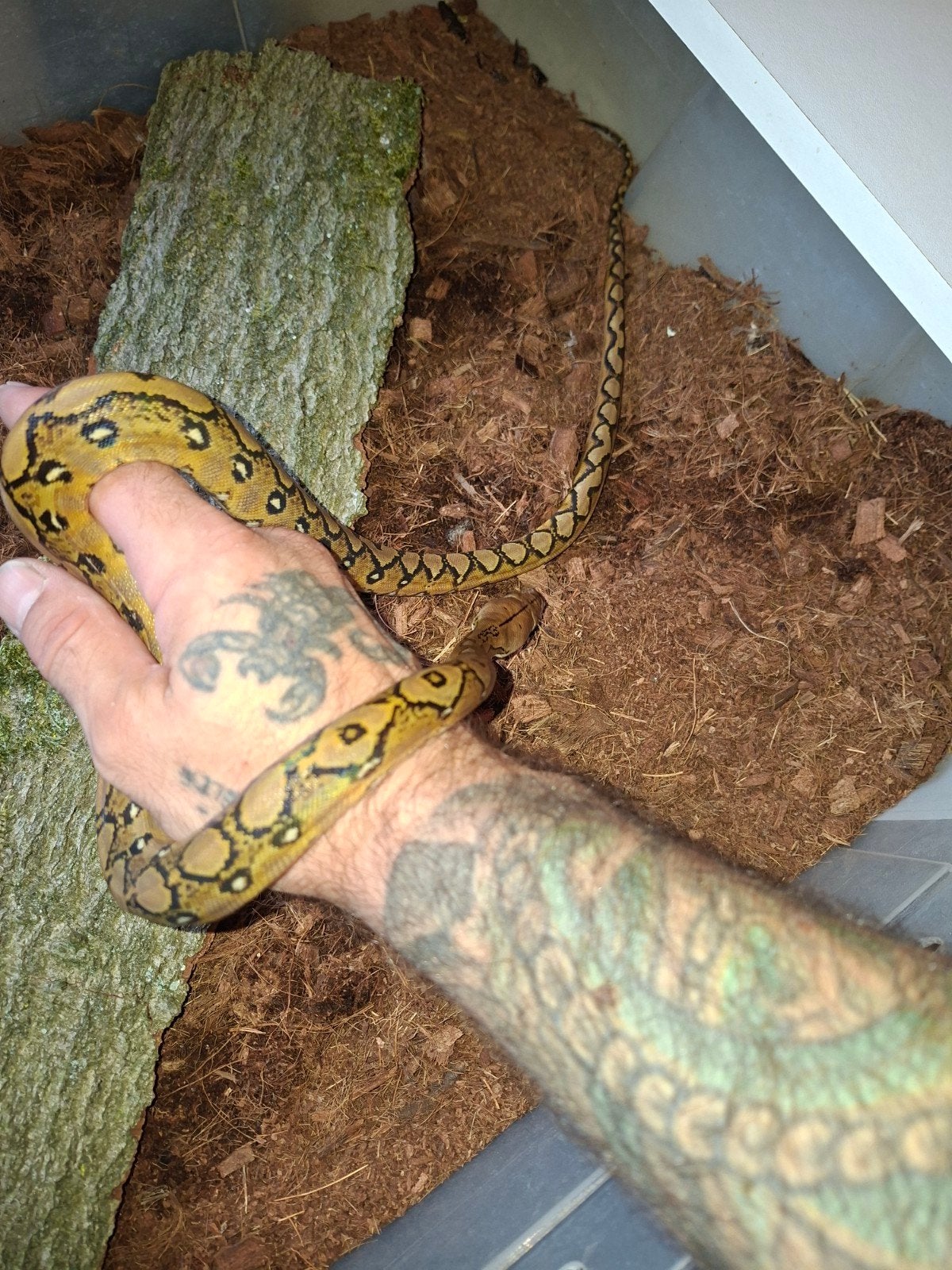 nk 26 sunfire het.purple albino retic, Slang, 0 tot 2 jaar