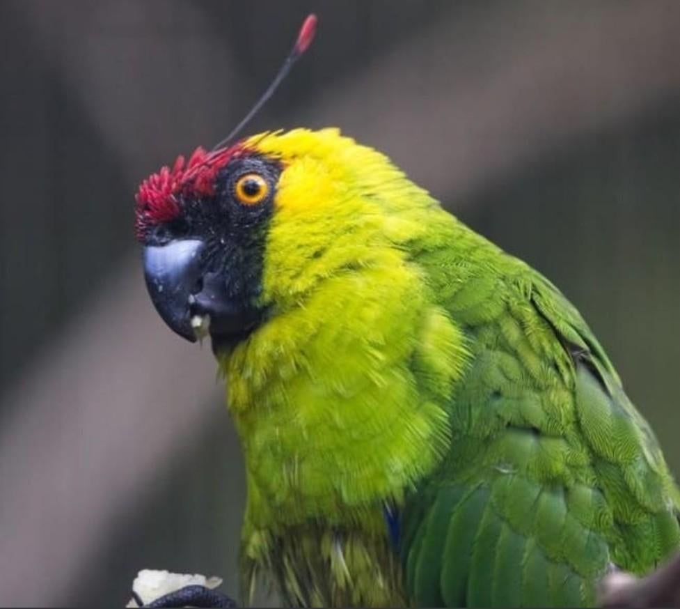 Hoornparkiet 2025, Dieren en Toebehoren, Vogels | Parkieten en Papegaaien, Mannelijk, Papegaai