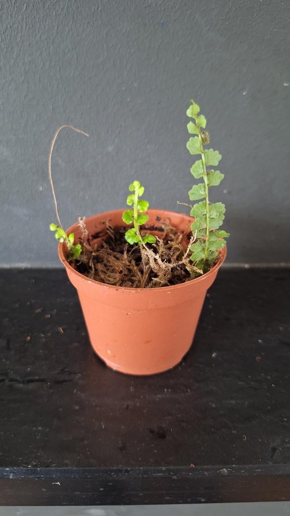 Nephrolepis Tropische varen voor terrarium, Huis en Inrichting, Kamerplanten, Ophalen