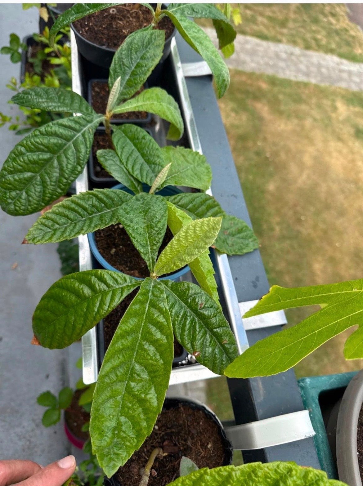 Japanse Wolmispel (Loquat) - Jonge planten, Volle zon, Vaste plant, Ophalen of Verzenden, Fruitplanten
