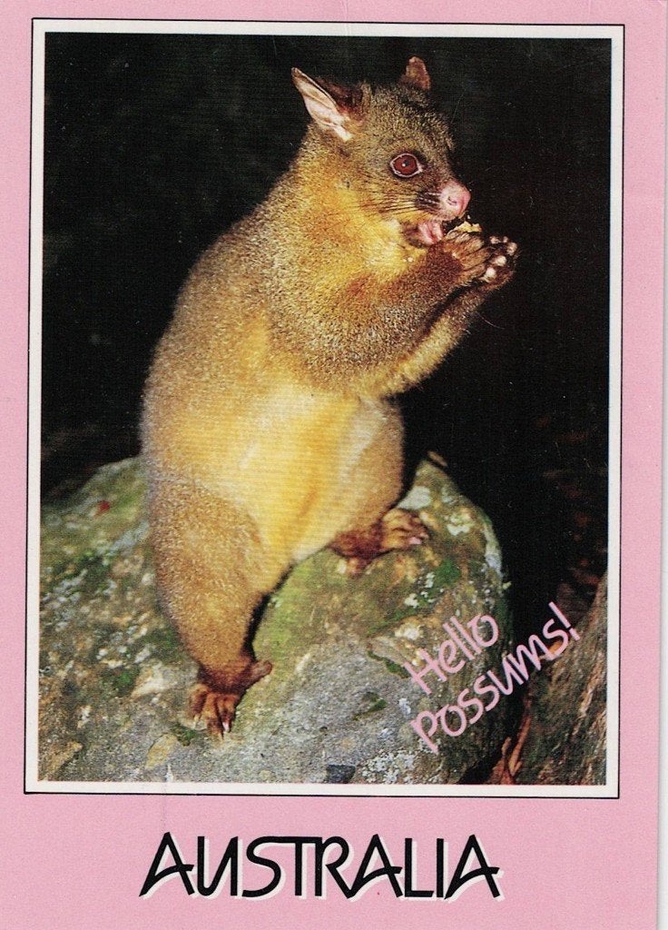 Possum in Australie 513, Verzamelen, Ophalen of Verzenden, 1980 tot heden, Gelopen, Knaagdier