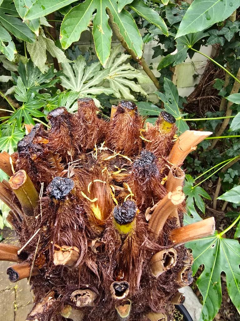 Dicksonia antarctica boomvaren, Tuin en Terras, Planten | Bomen, Overige soorten, 100 tot 250 cm, Halfschaduw, Bloeit niet, In pot