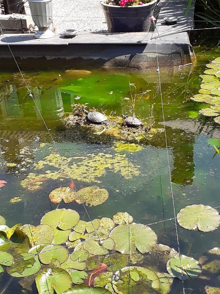 Waterlelies, Tuin en Terras, Vijvers, Ophalen