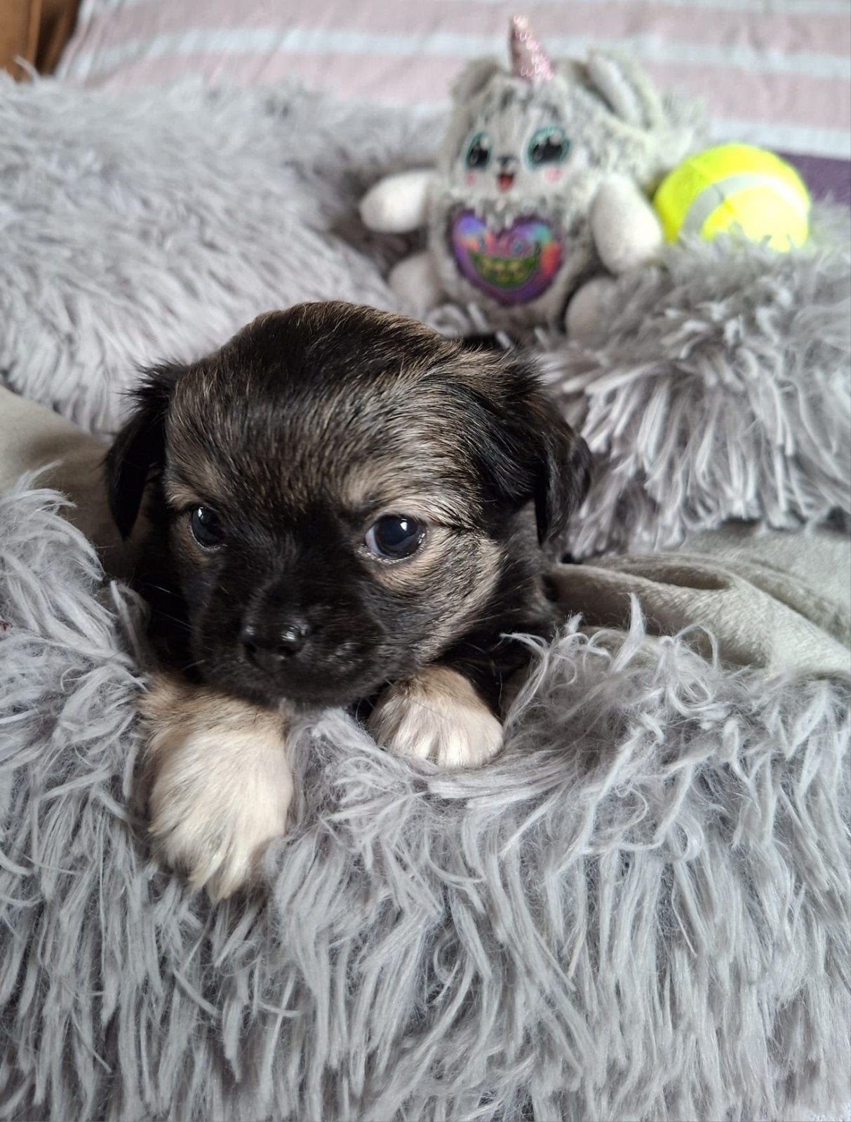 lieve mooie chihuahua pups, Parvo, 8 tot 15 weken, Meerdere, Meerdere dieren