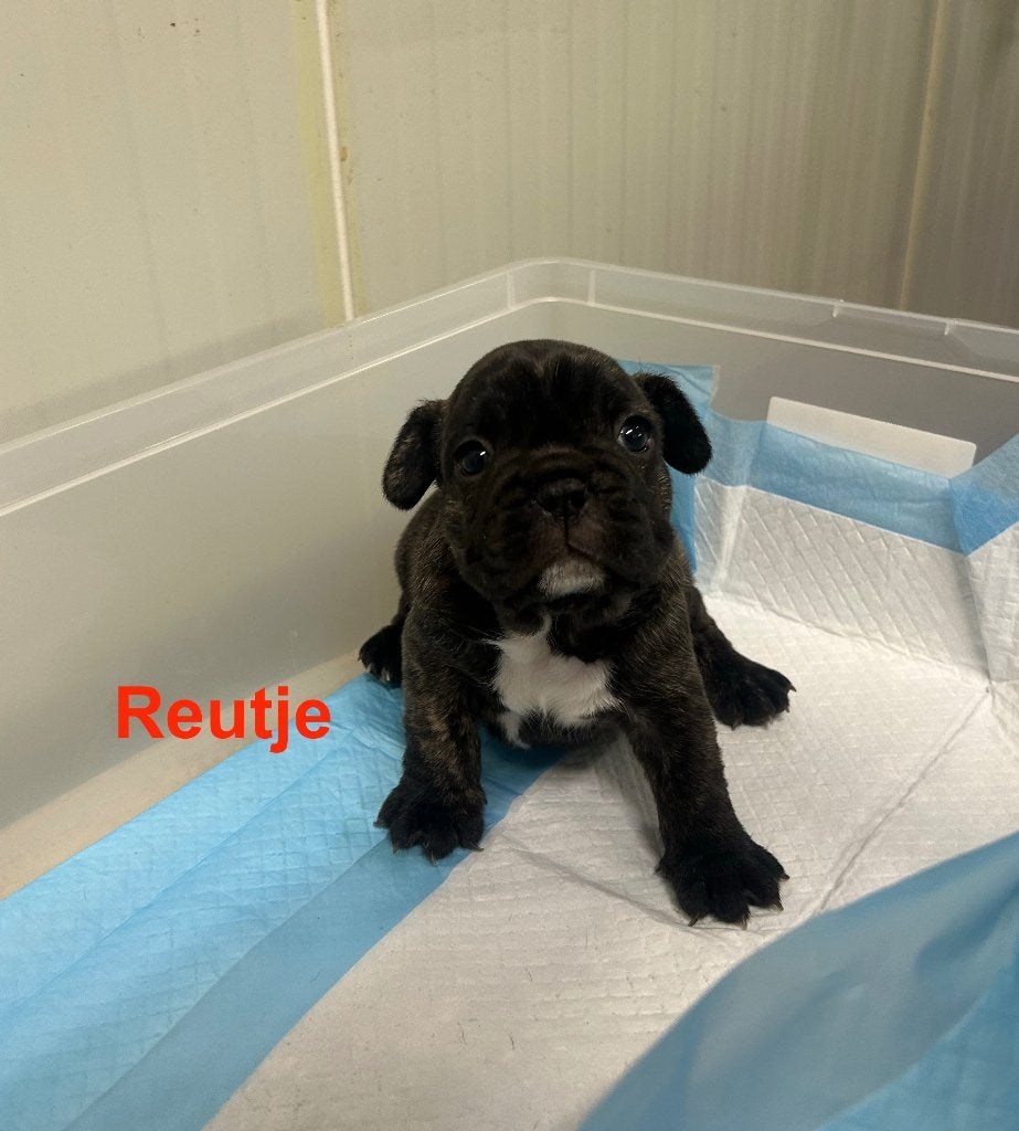 Franse Bulldog ouders aanwezig, Dieren en Toebehoren, België, Particulier, Reu, CDV (hondenziekte)