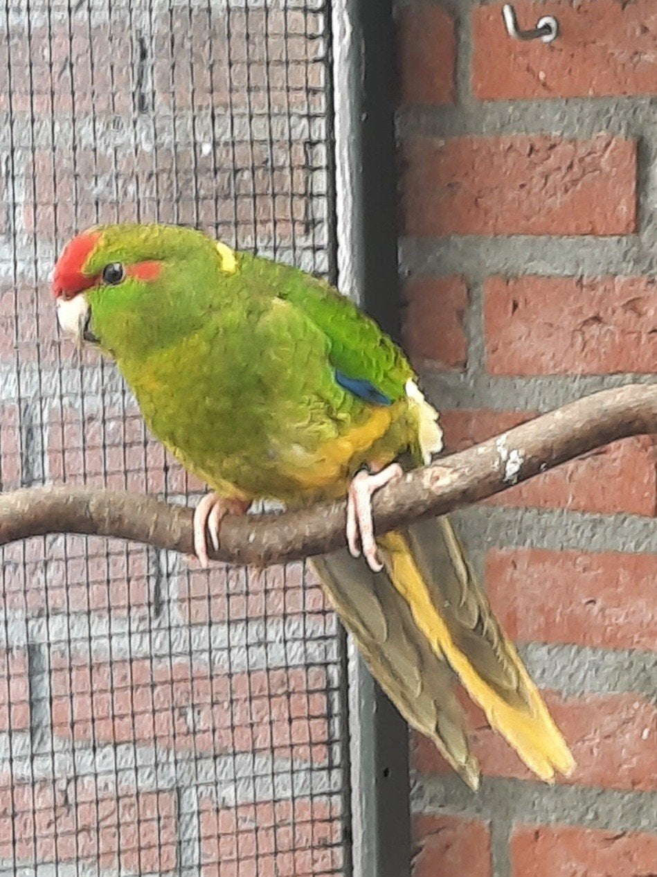 Kakariki man 2026, Mannelijk, Parkiet, Geringd