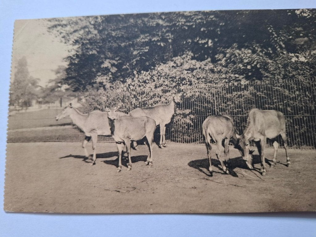 Zoo, Ophalen of Verzenden, Ongelopen, Wild dier