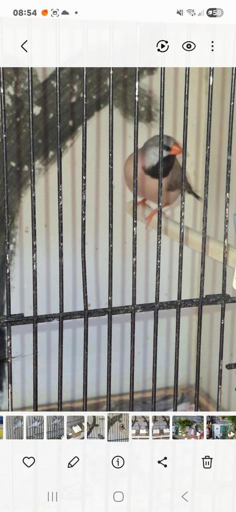 Koppel spitstaart amadine, Meerdere dieren