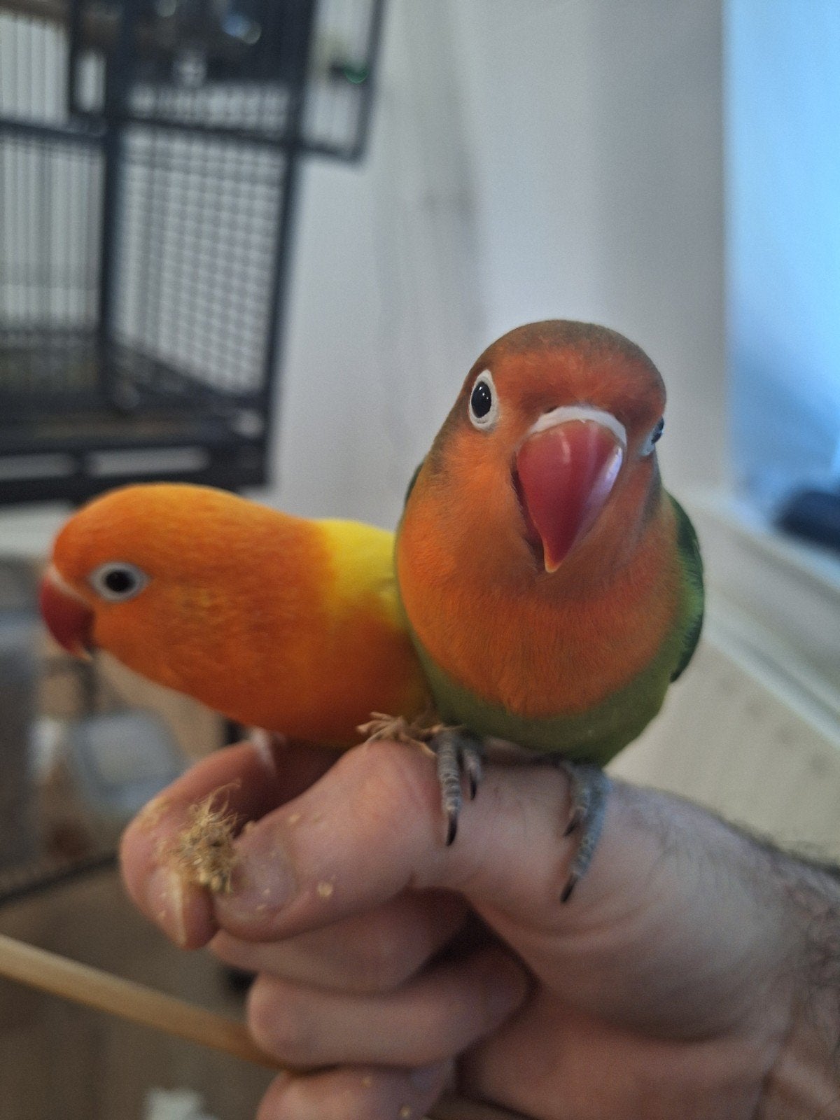 2 Tamme Fischeri Agapornissen met kooi, Meerdere dieren, Tam
