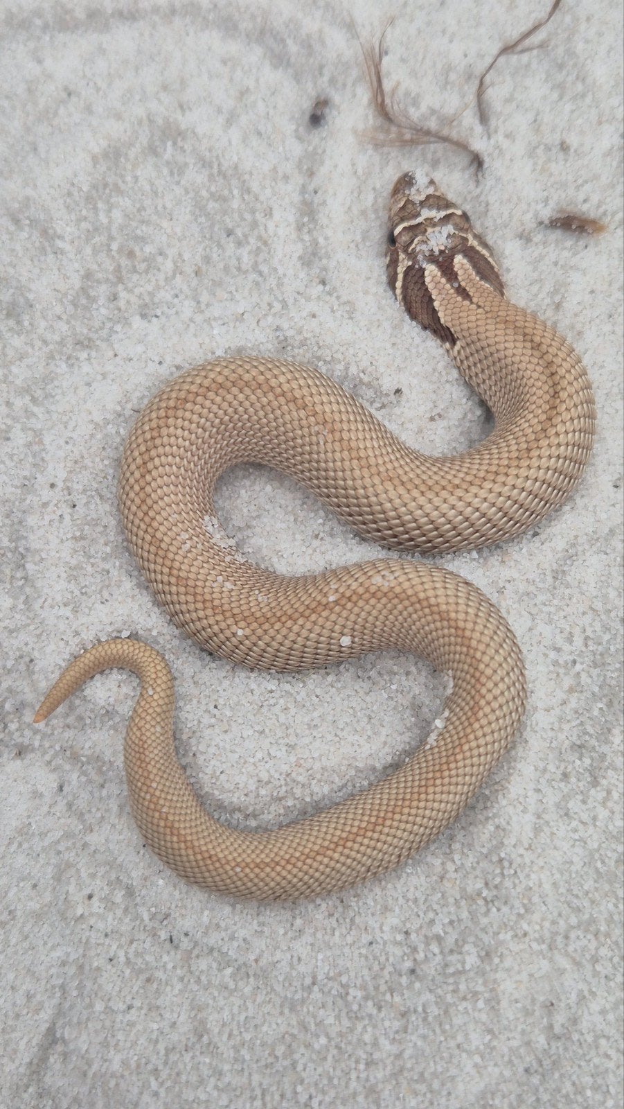Haakneusslang het snow Hognose Snake - female for sale from De Jong
