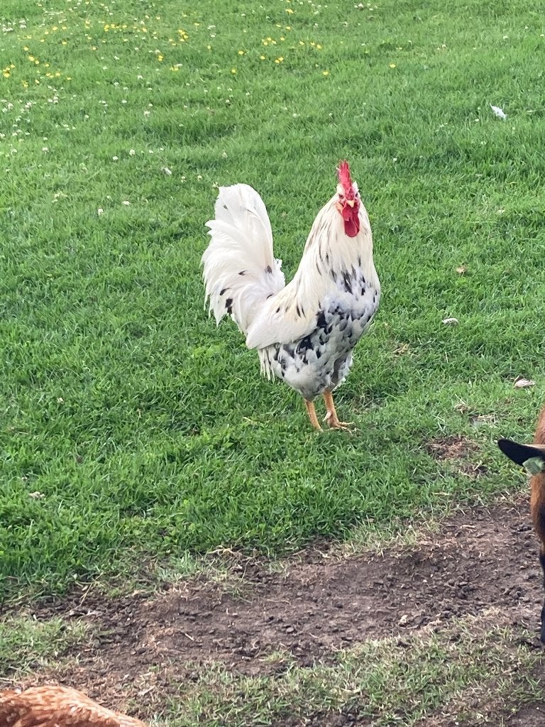 Te koop 1 grote bonte leghorn haan, Vrouwelijk, Kip