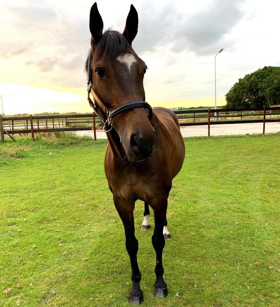 Fokmerrie - Emilion x Sandro, Dieren en Toebehoren, Paarden, Merrie, Springpaard, Met stamboom, L